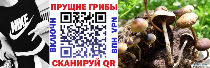 что такое   Котельниково  Галлюциногенные грибы прущие грибы 